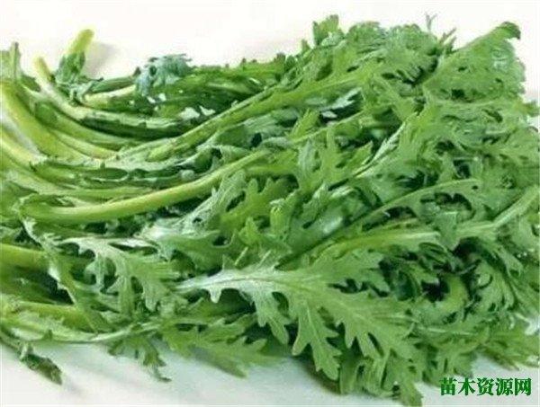 茼蒿又名蓬蒿菜,是一种菊科植物,是很常见的蔬菜,在中国多个地方都有