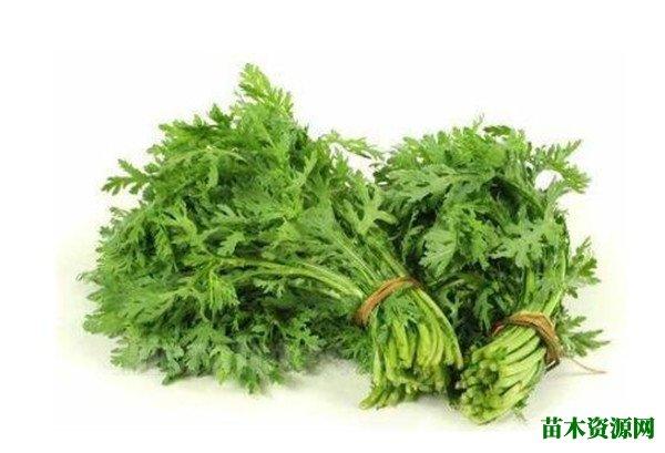 茼蒿又名蓬蒿菜,是一种菊科植物,是很常见的蔬菜,在中国多个地方都有