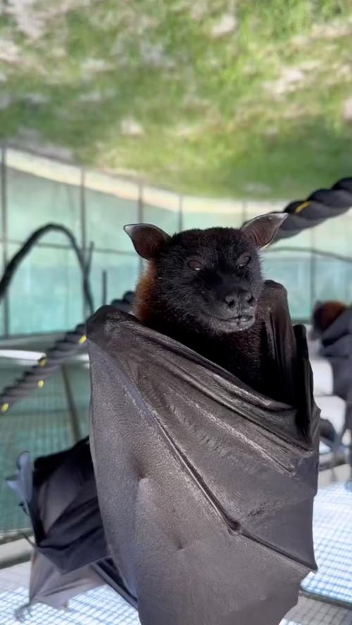 蝙蝠的长相太恐怖了,演恐怖片都不用化妆了