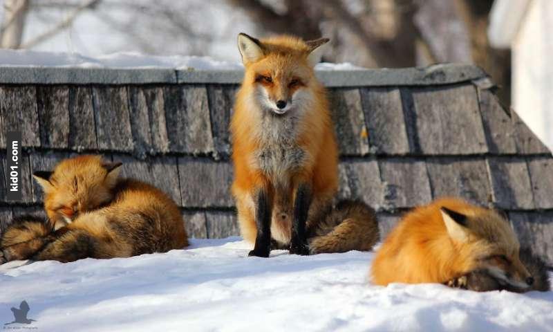 他在冬天时发现这只激萌狐狸出现家门口,接著第二个和第三个冬天…他
