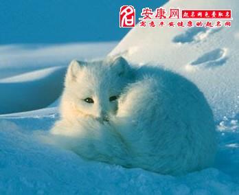 起名网 周公解梦 动物类解梦梦见一只白狐狸    财运将好转.