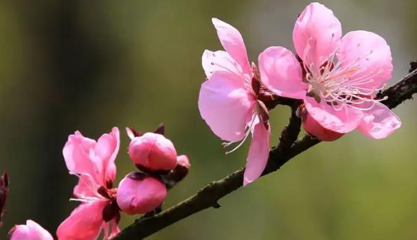在古代,桃花也被誉为姻缘花,很多文人笔下它也有红雨的雅称.