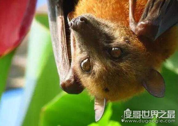 世界上最大的蝙蝠,果蝠长相可爱酷似狐狸却非常爱吃水果-奇闻录