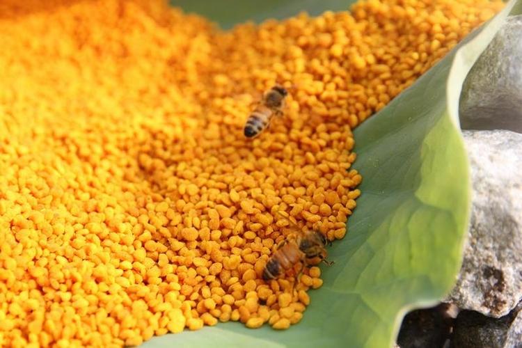 蜂花粉 农家