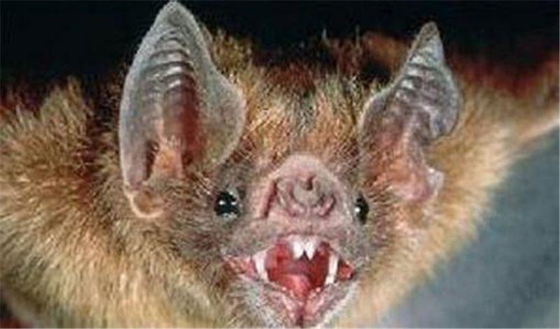 世界上最凶残的蝙蝠,长相怪异像猪脸,不光爱喝血还喜欢吃肉