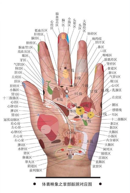 如何看手相掌纹八区诊断疾病
