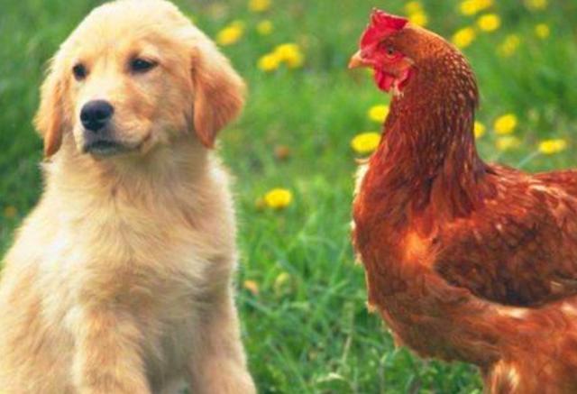 鸡和狗婚配有什么不好属鸡和属狗的为什么不能婚配