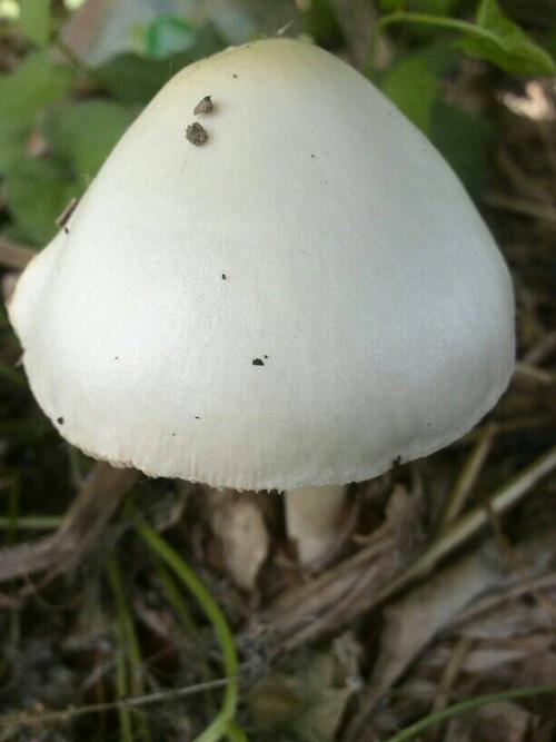 好漂亮的蘑菇,求名字