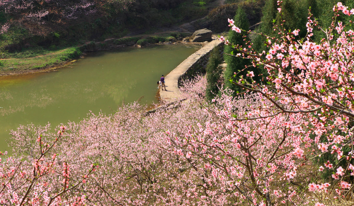 桃花岛之旅,站在山顶欣赏满树桃花,找寻不一样的情感